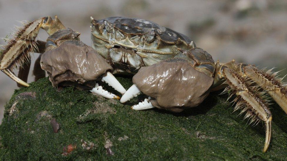 Chinese mitten crab, also known as the Shanghai hairy crab