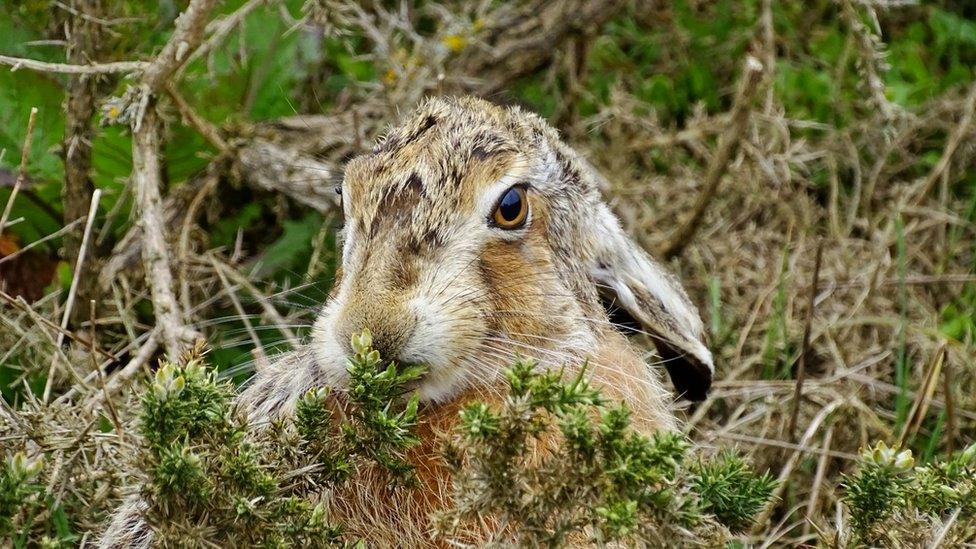 Brown hare