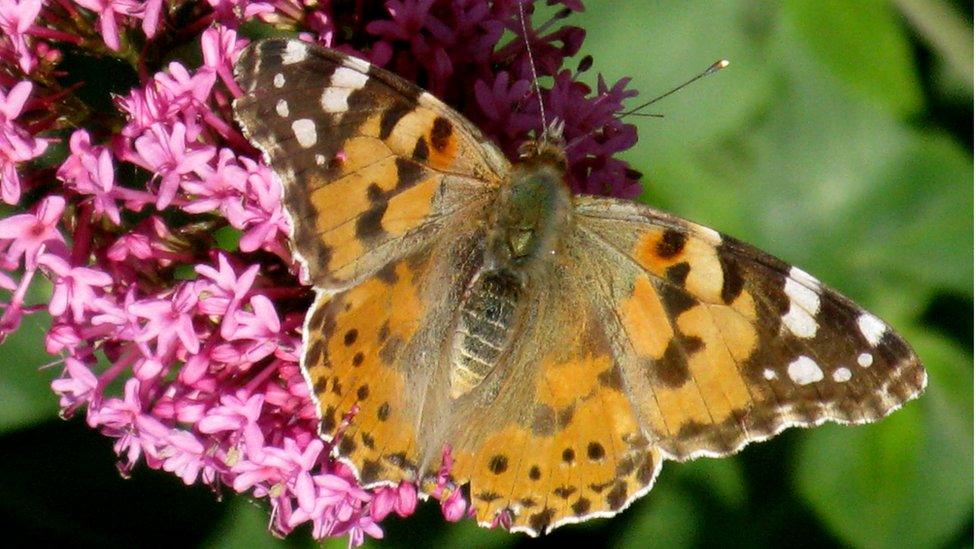 Painted lady butterfly