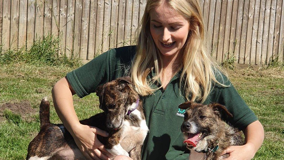 Two Jack Russells with OAS member of staff Dee