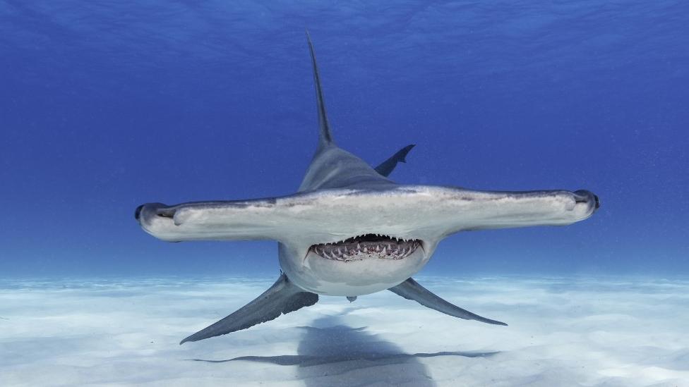 hammerhead-shark