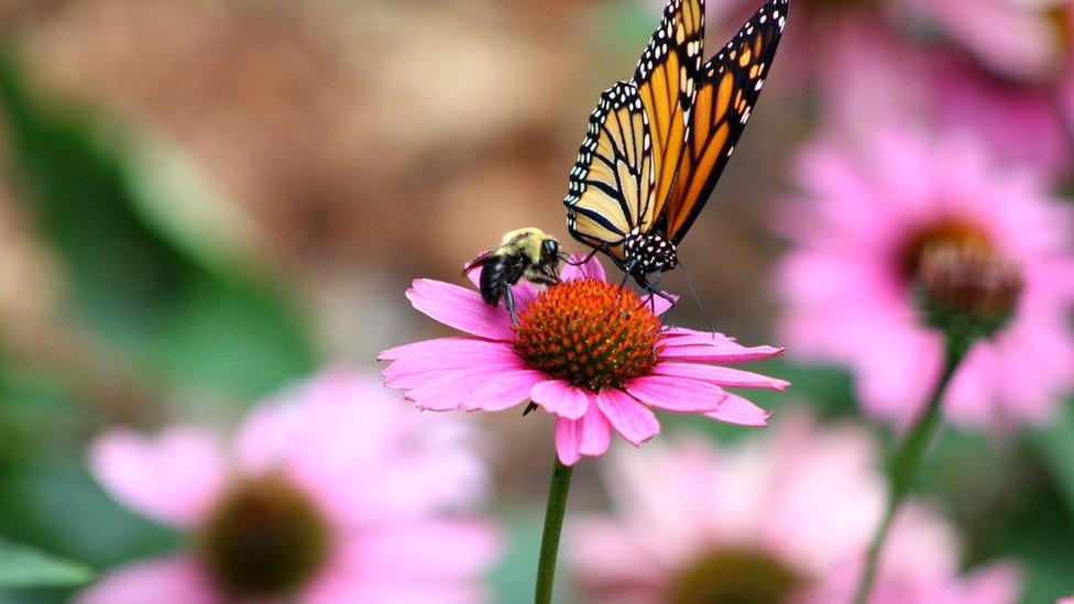 bee and butterfly on flower