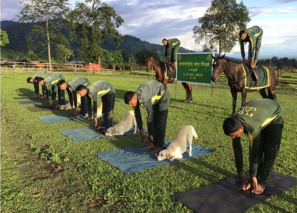 Dogs and horses doing yoga alongside Indo-Tibetan border police