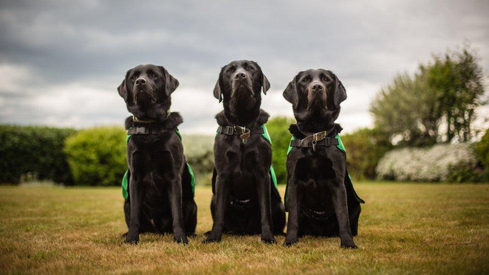 Dementia dogs