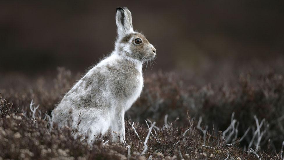 Mountain hare