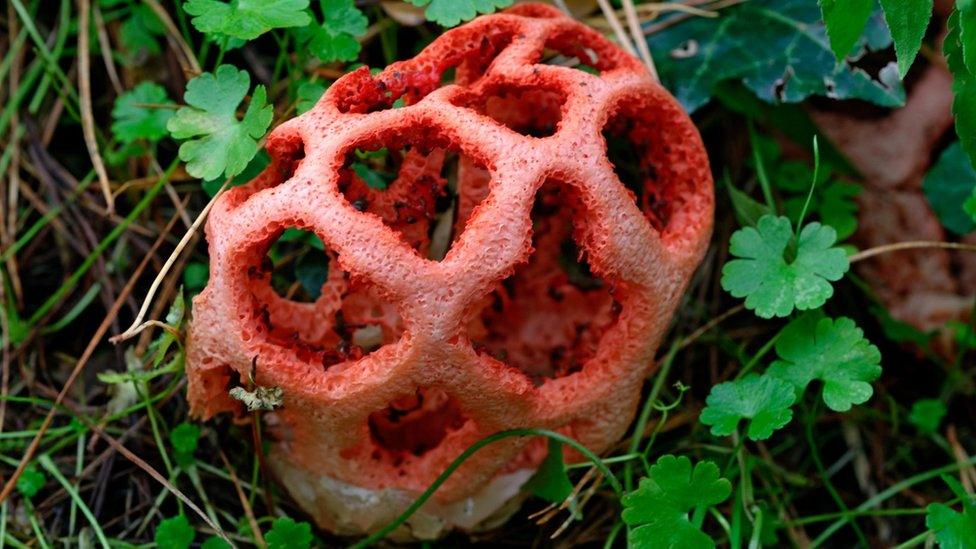 Latticed stinkhorn