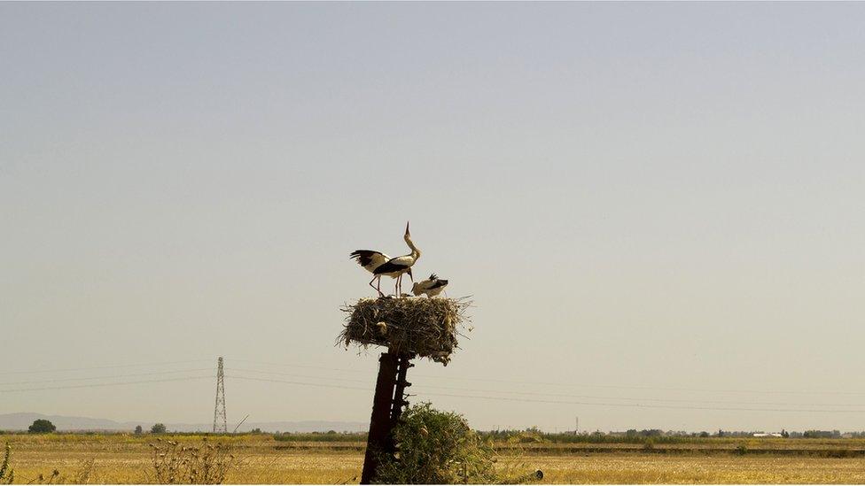 A stork nest with tagged juveniles in Tunisia