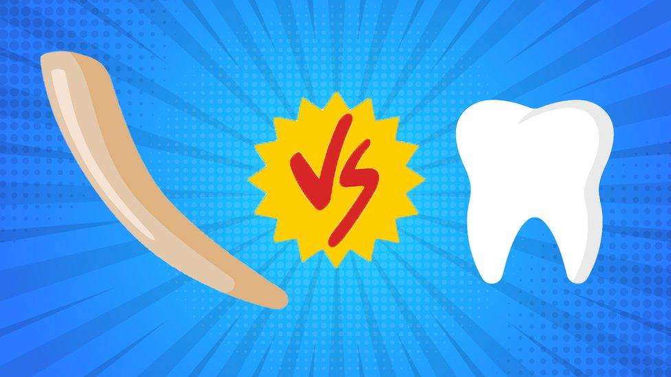 tusk-vs-tooth.