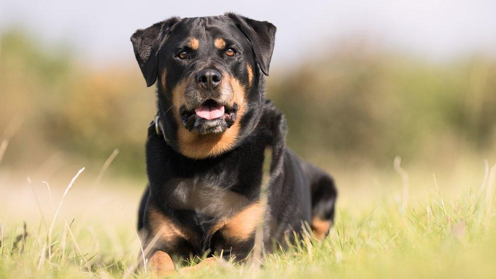 Rottweiler (stock photograph)