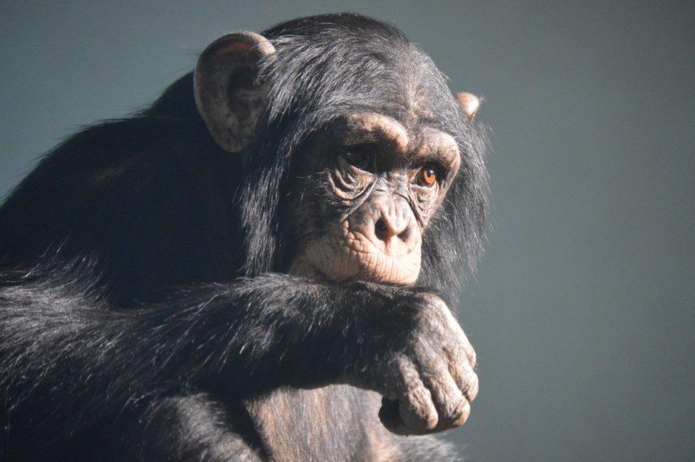 Chimpanzee at Edinburgh Zoo