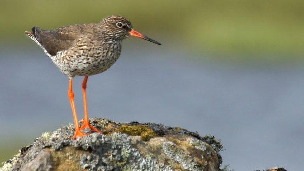 Redshank