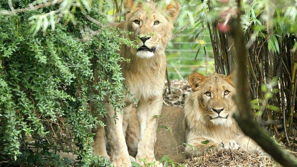 File pic Motshegetsi, left, and Majo in a zoo in Leipzig earlier this month