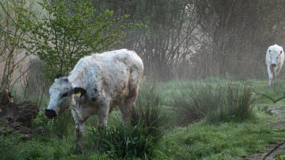 cows in woodland