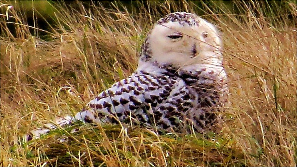 Snowy owl