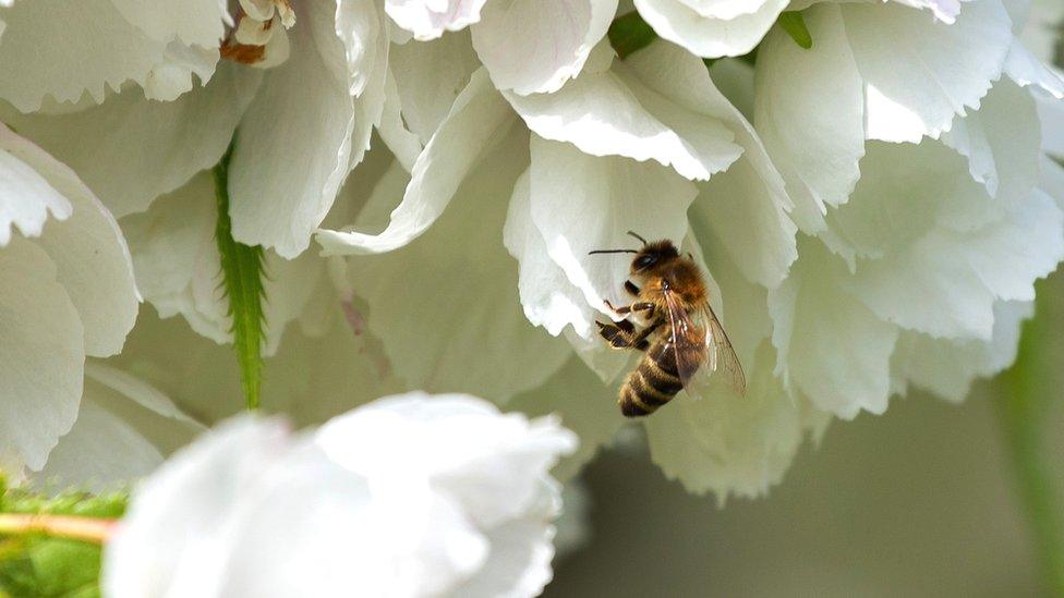 Bee on blossom