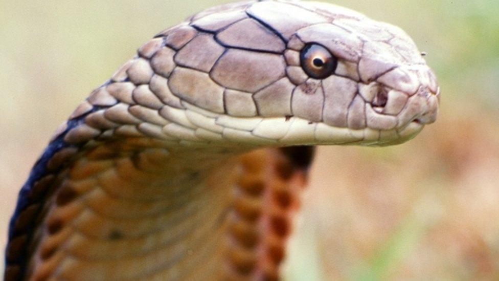 King Cobra snake