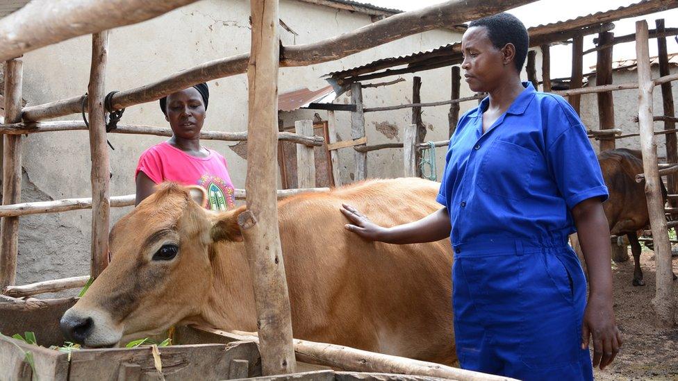 Jeanette Kanyange and Clarisse Nyinawumuntu stand next to Jersey cow