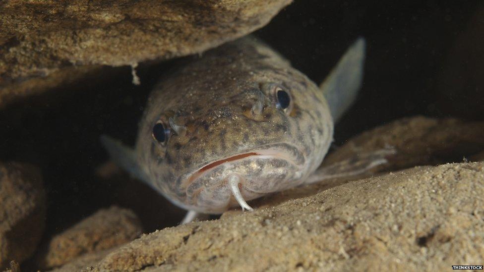 Burbot