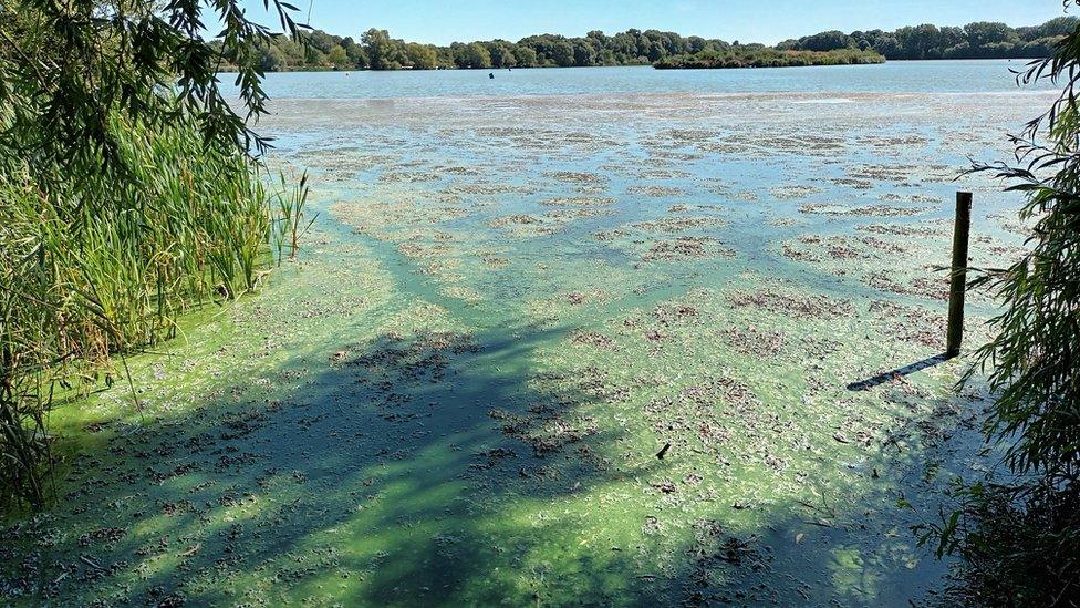 Blue-green algae at Priory Country Park