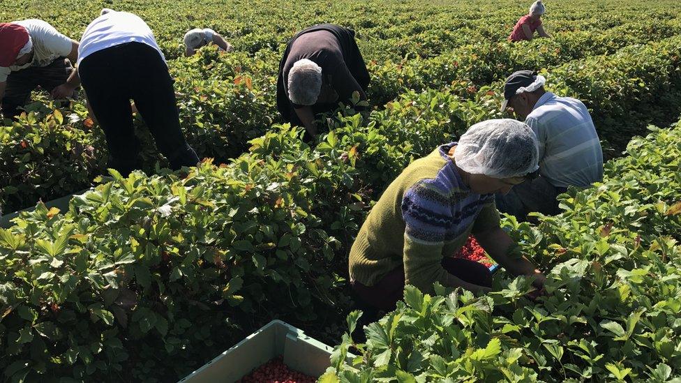 Several fruit pickers bending over