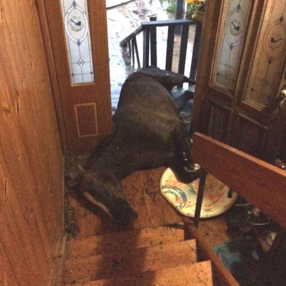 The exhausted horse lying in the family's doorway