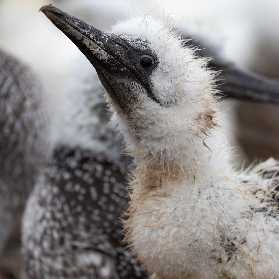 gannet chick