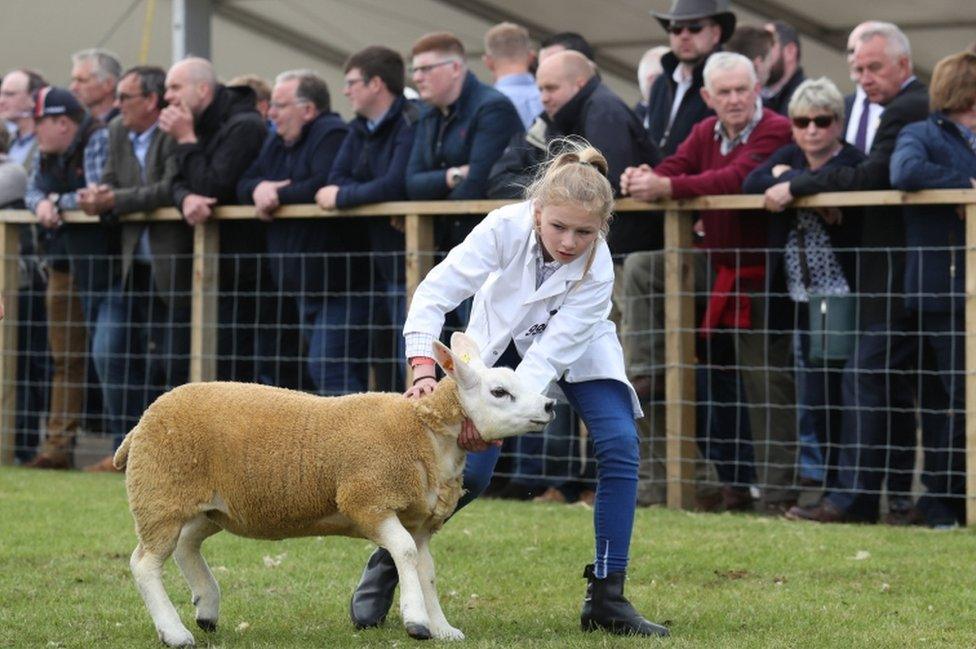 Young girl pulling sheep