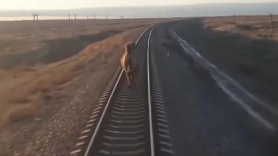 Camel running on train track