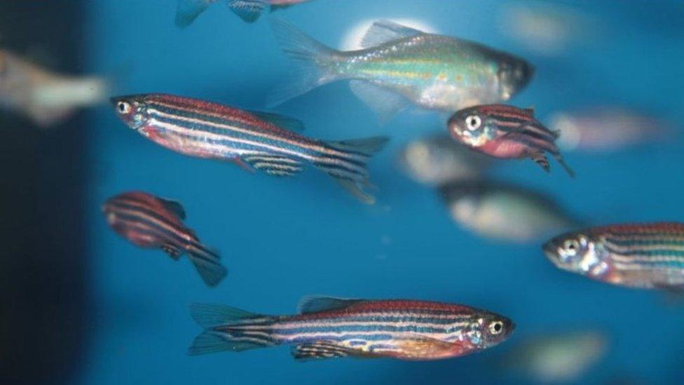 Zebrafish