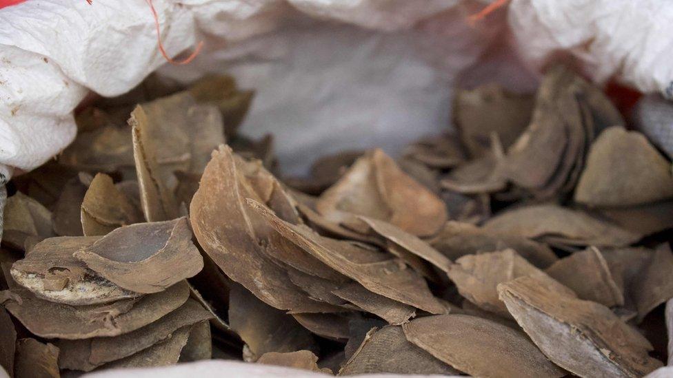 Seized pangolin scales are seen in a sack at a holding area in Singapore