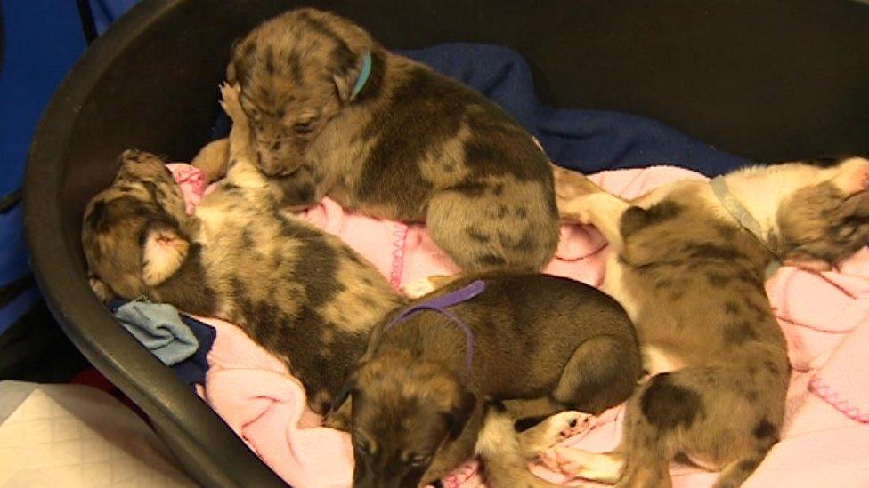 Puppies in a basket