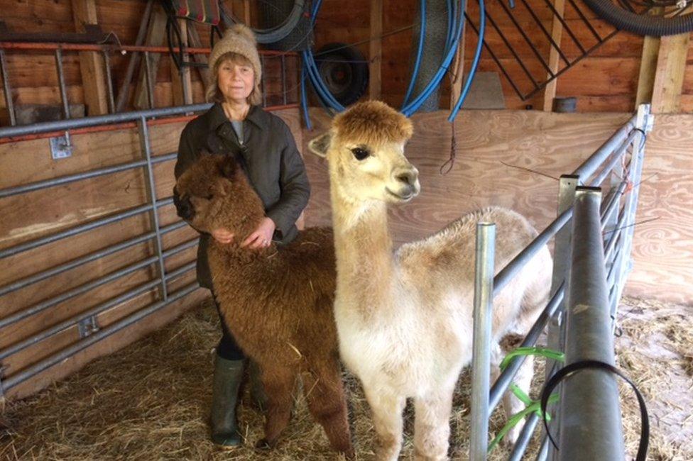 Angela Andersen with two alpacas