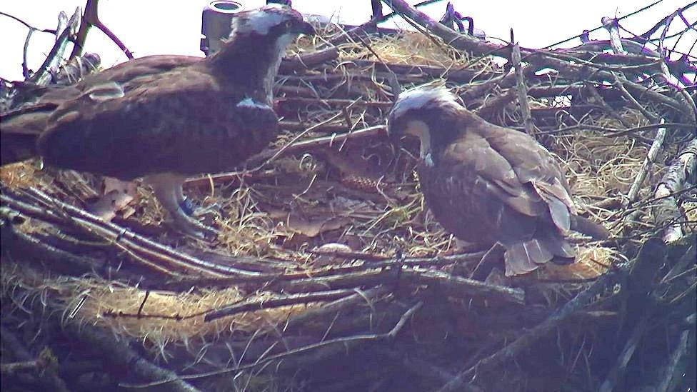 Nesting Ospreys