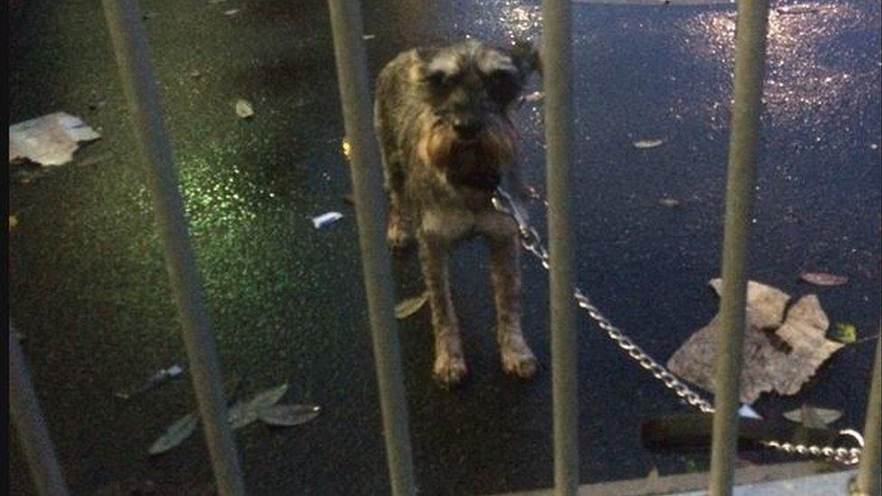 A dog looks on enviously as its owner goes to vote in the Lagan Valley constituency