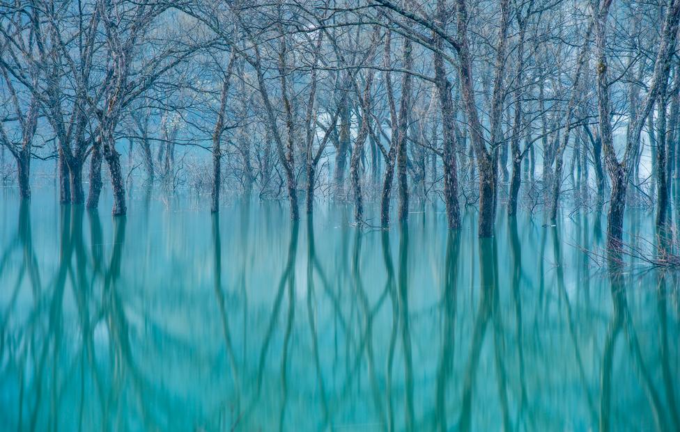 Lake Shirakawa submerged forest, Tōhoku, Japan