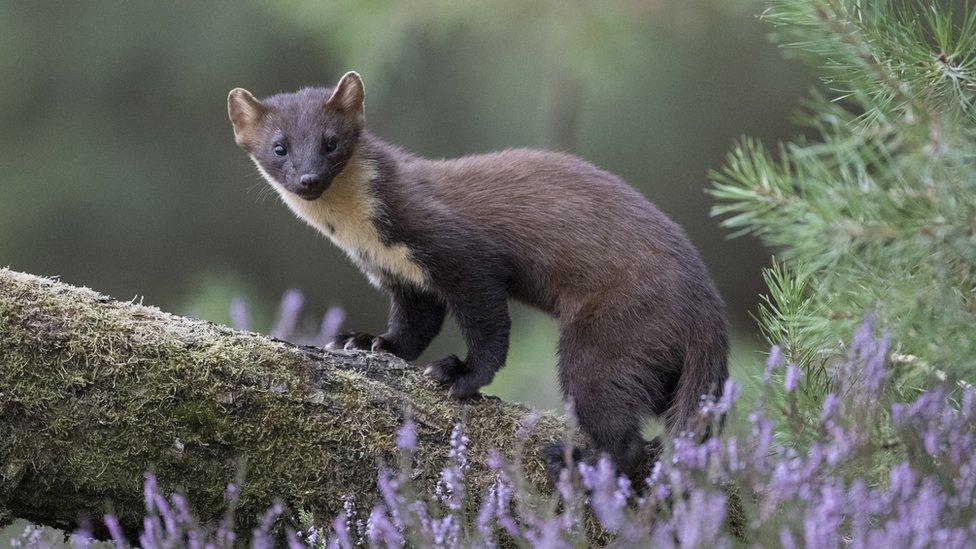 Pine marten