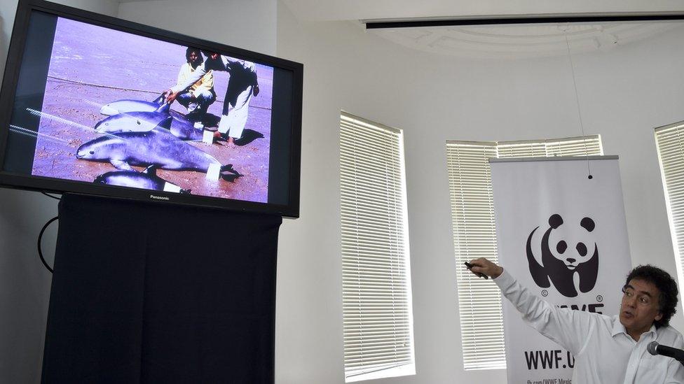 Mexico's WWF General Director Omar Vidal speaks during a news conference next to the image of a 'vaquita marina' (Phocoena sinus) on a screen, in Mexico City on 16 May 2016.