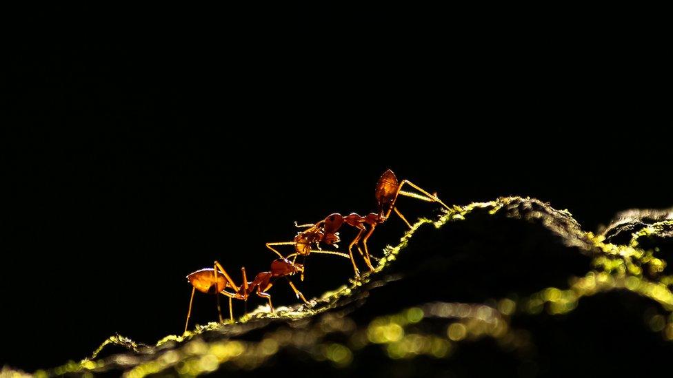 Ant Tale - Weaver ants interacting with each other