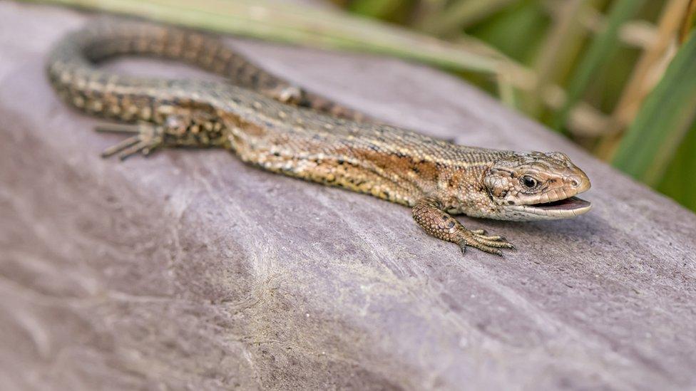 Viviparous lizard