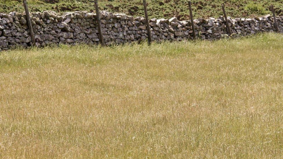 Silage fields which should be getting cut