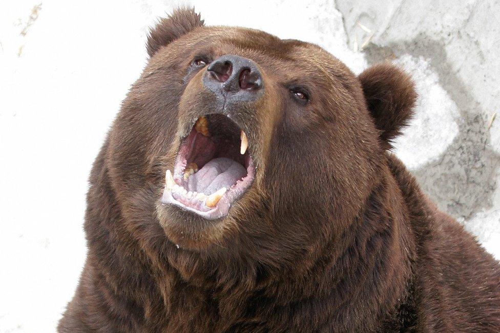 A bear with its mouth open