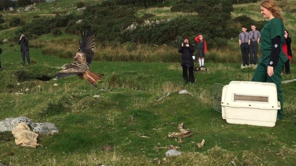 The injured red kite was released after treatment