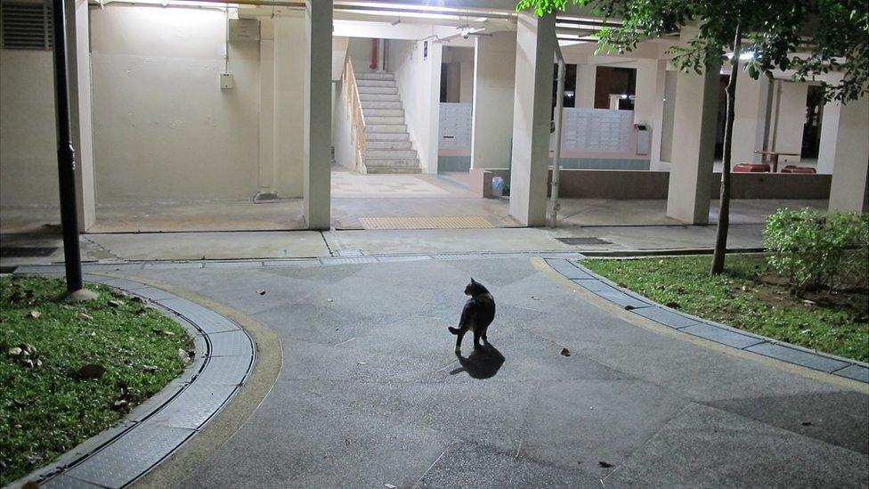 Cat on Yishun housing estate