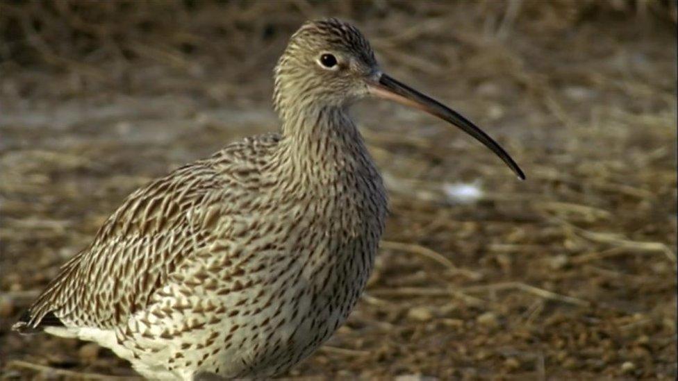 A curlew