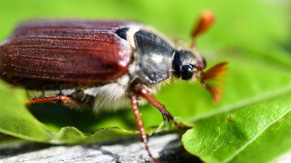 Cockchafer