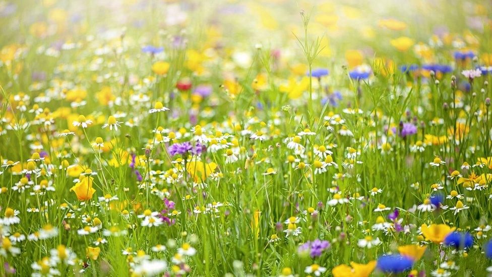 Wildflowers-in-a-meadow.