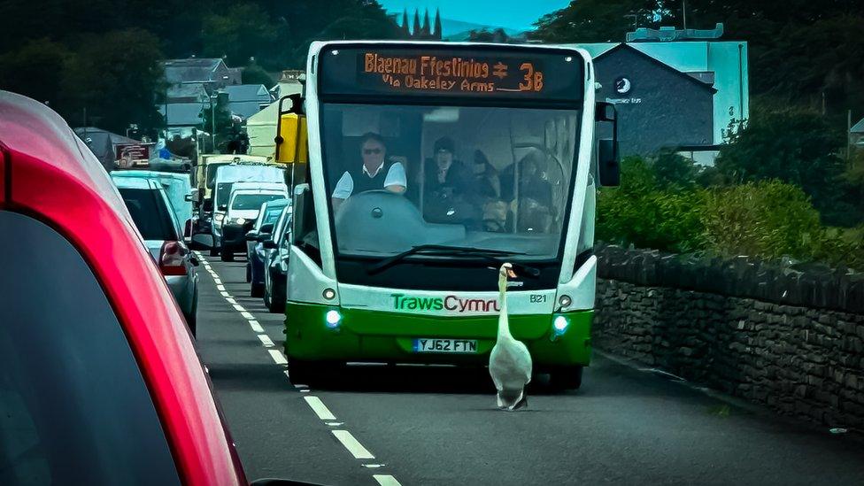 Swan walking in front of a bus ahead of a long queue or traffic