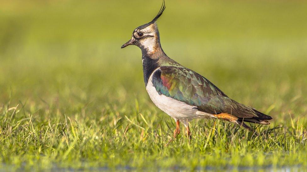 Lapwing in a field