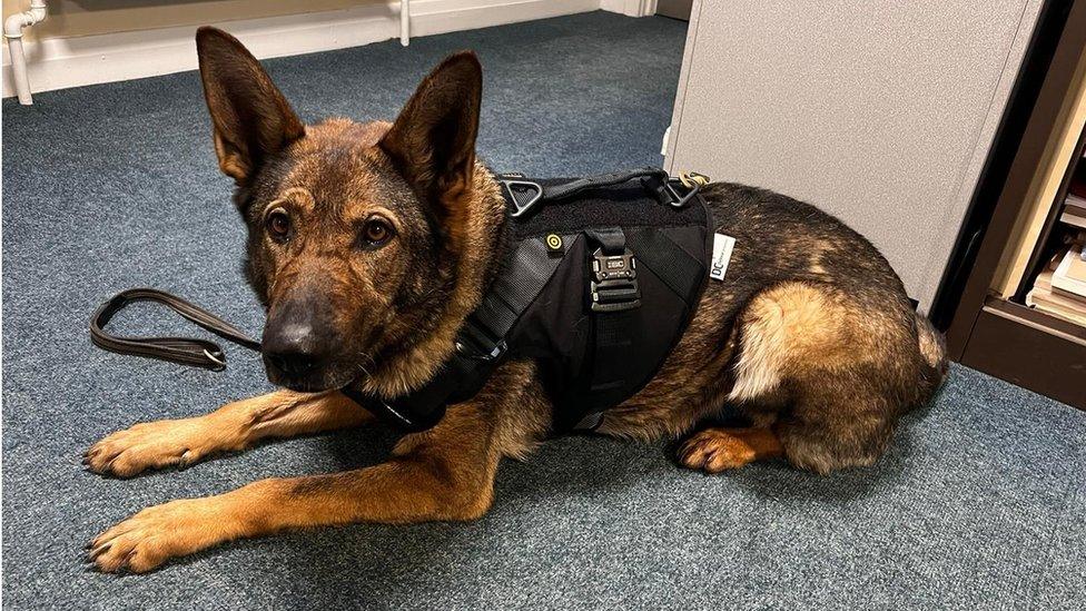 An alsatian sitting on the floor wearing a black vest