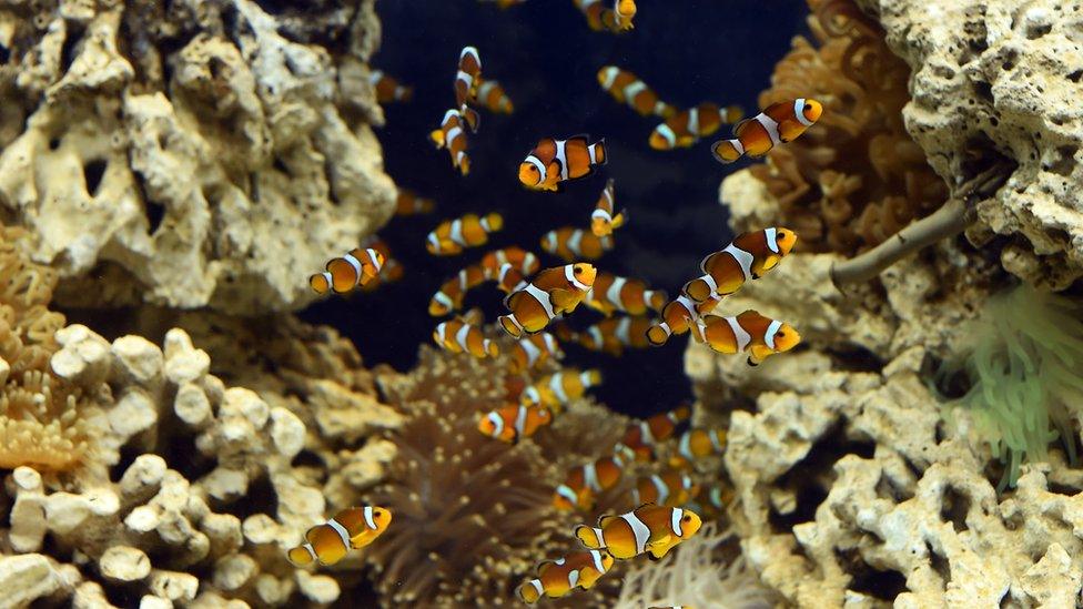 Fish in an aquarium